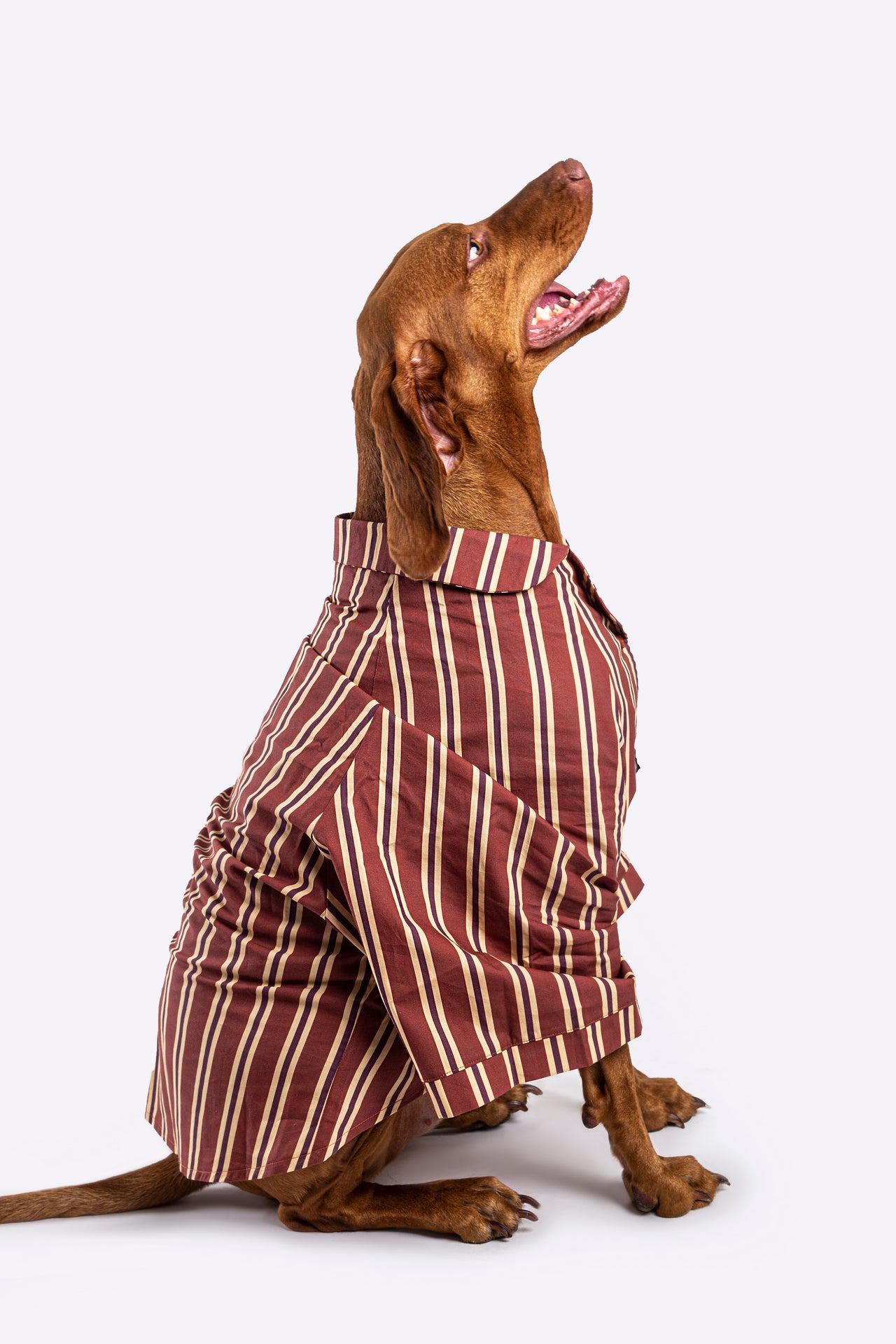 Soho Striped Dog Shirt - Red