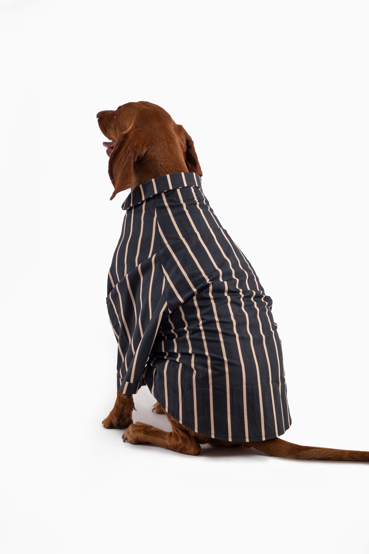 Soho Striped Dog Shirt - Green