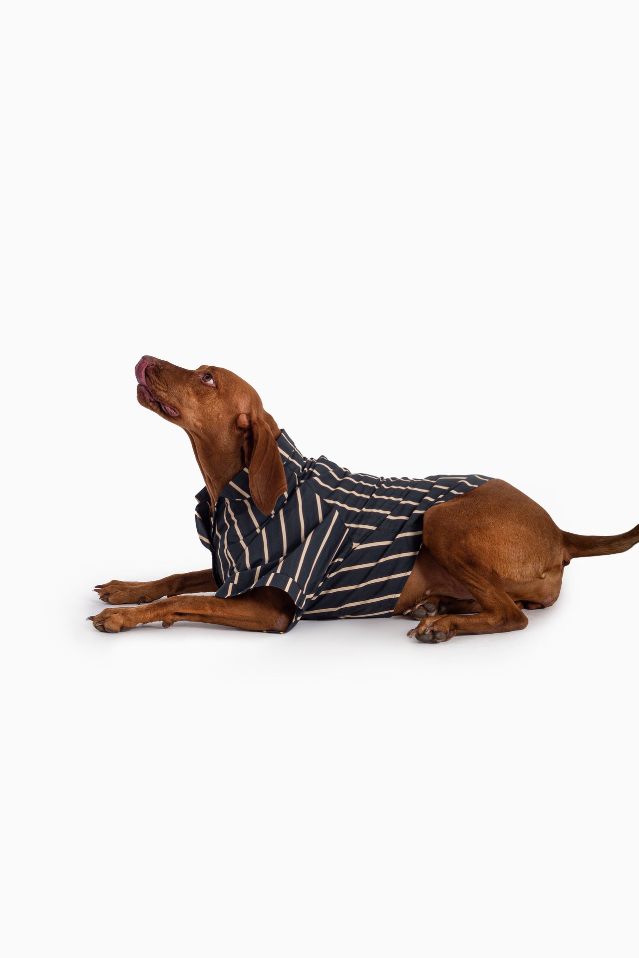 Soho Striped Dog Shirt - Green